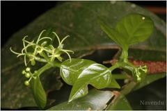 Blachia denudata